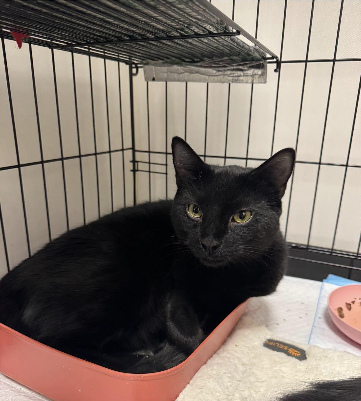 Wolfie boy, a ADOPTABLE Domestic Short Hair in Staten Island, NY image 2/2