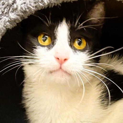 Miranda, a Adoptable Domestic Short Hair in Atlanta, GA image 1/3