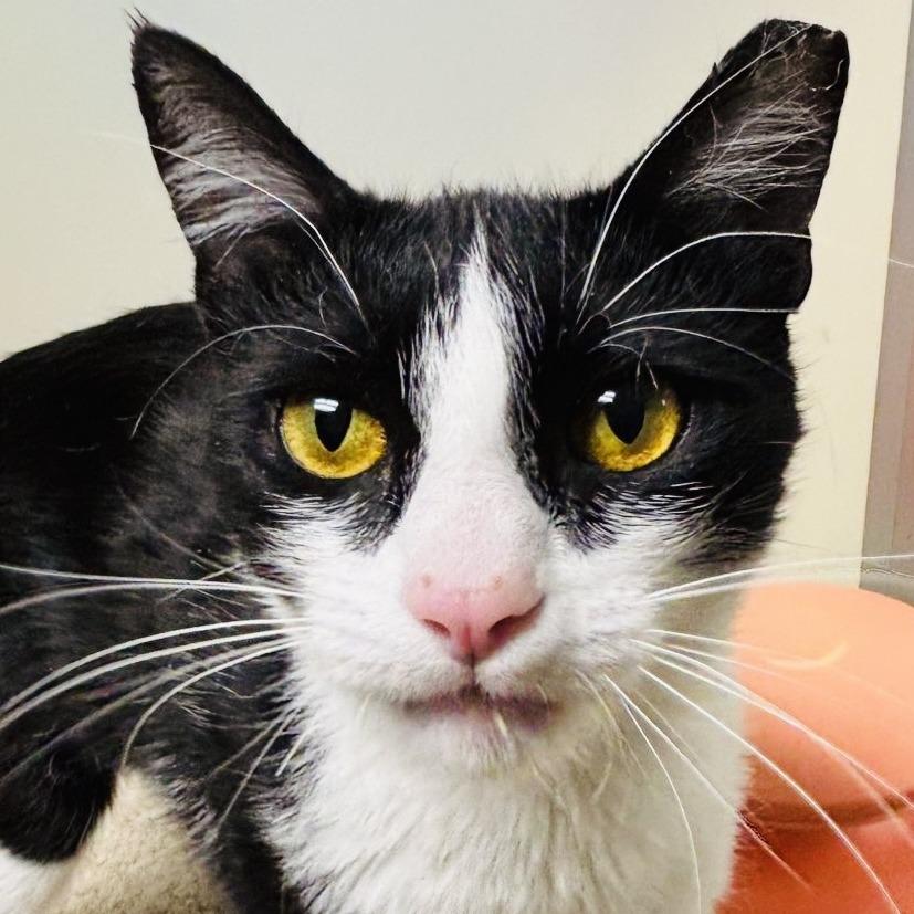 Miranda, a Adoptable Domestic Short Hair in Atlanta, GA image 2/3