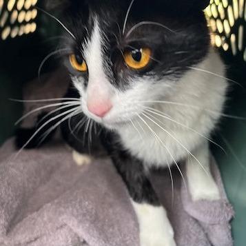 Miranda, a Adoptable Domestic Short Hair in Atlanta, GA image 3/3