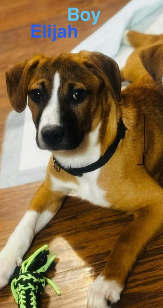 Elijah, ADOPTABLE, Puppy Male Dachshund.