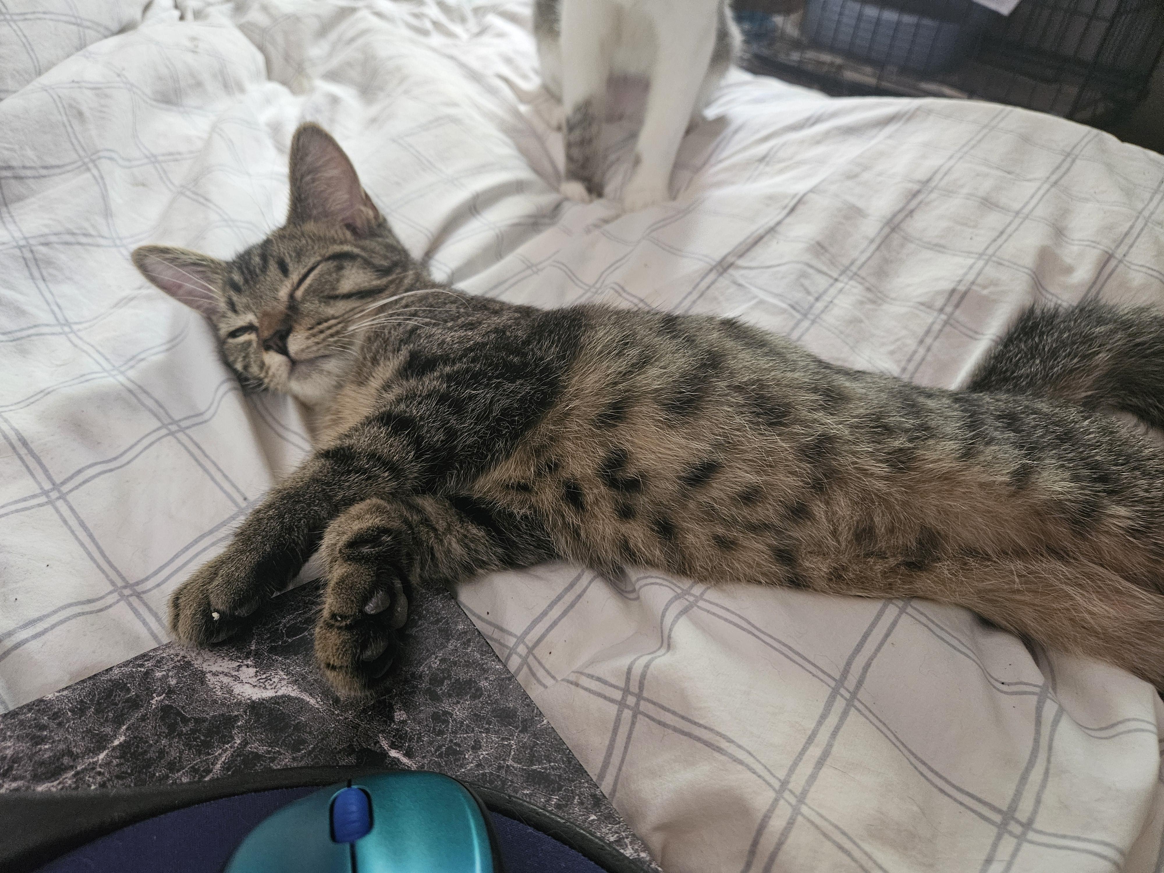 Enlarge Delightful Simba, a Adopted Tabby in Marietta, GA image 3/6