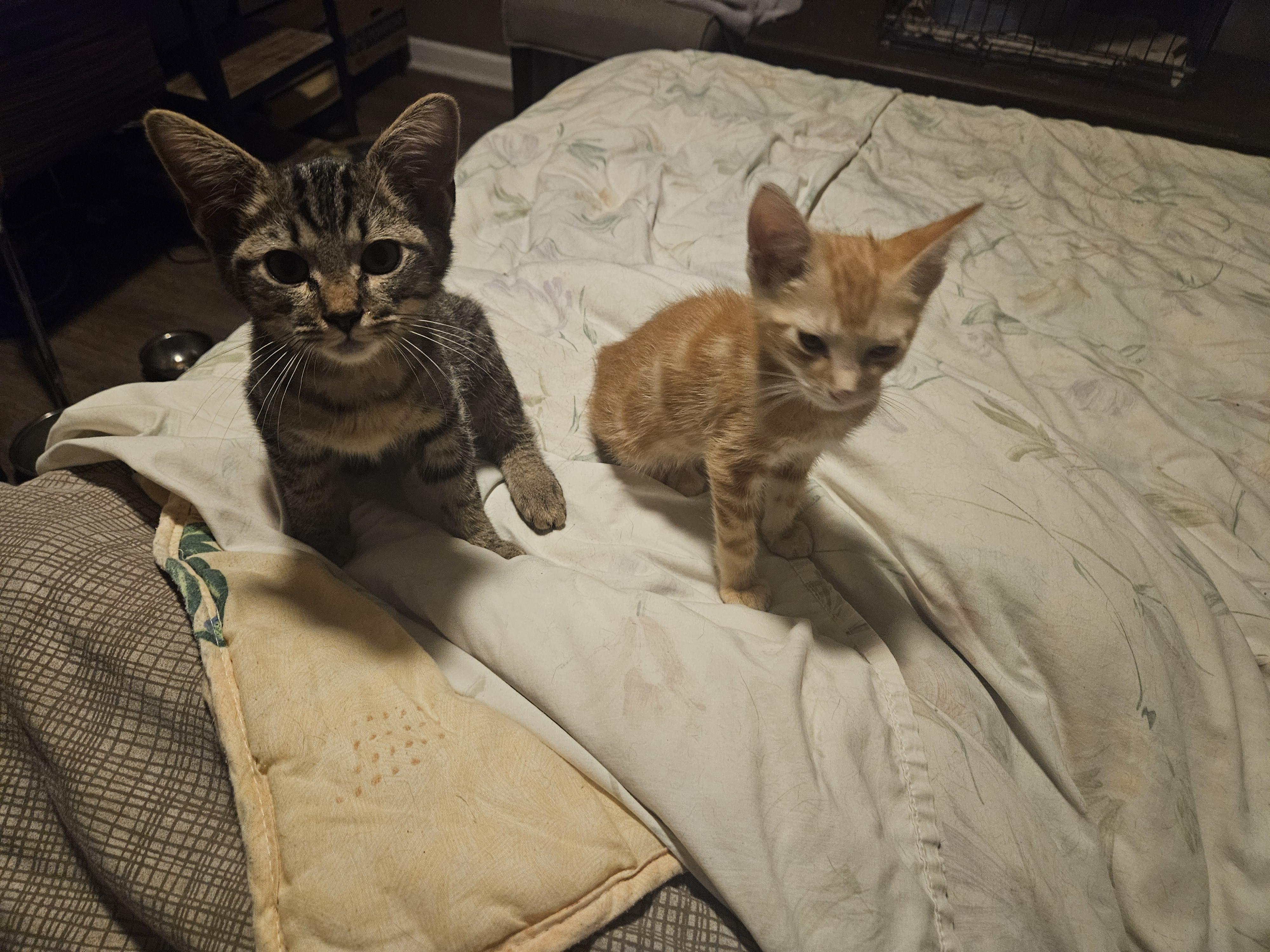 Enlarge Delightful Simba, a Adopted Tabby in Marietta, GA image 5/6