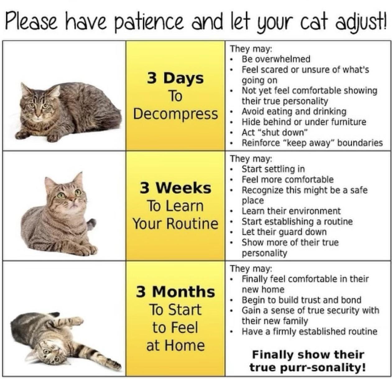 Enlarge Delightful Simba, a Adopted Tabby in Marietta, GA image 6/6