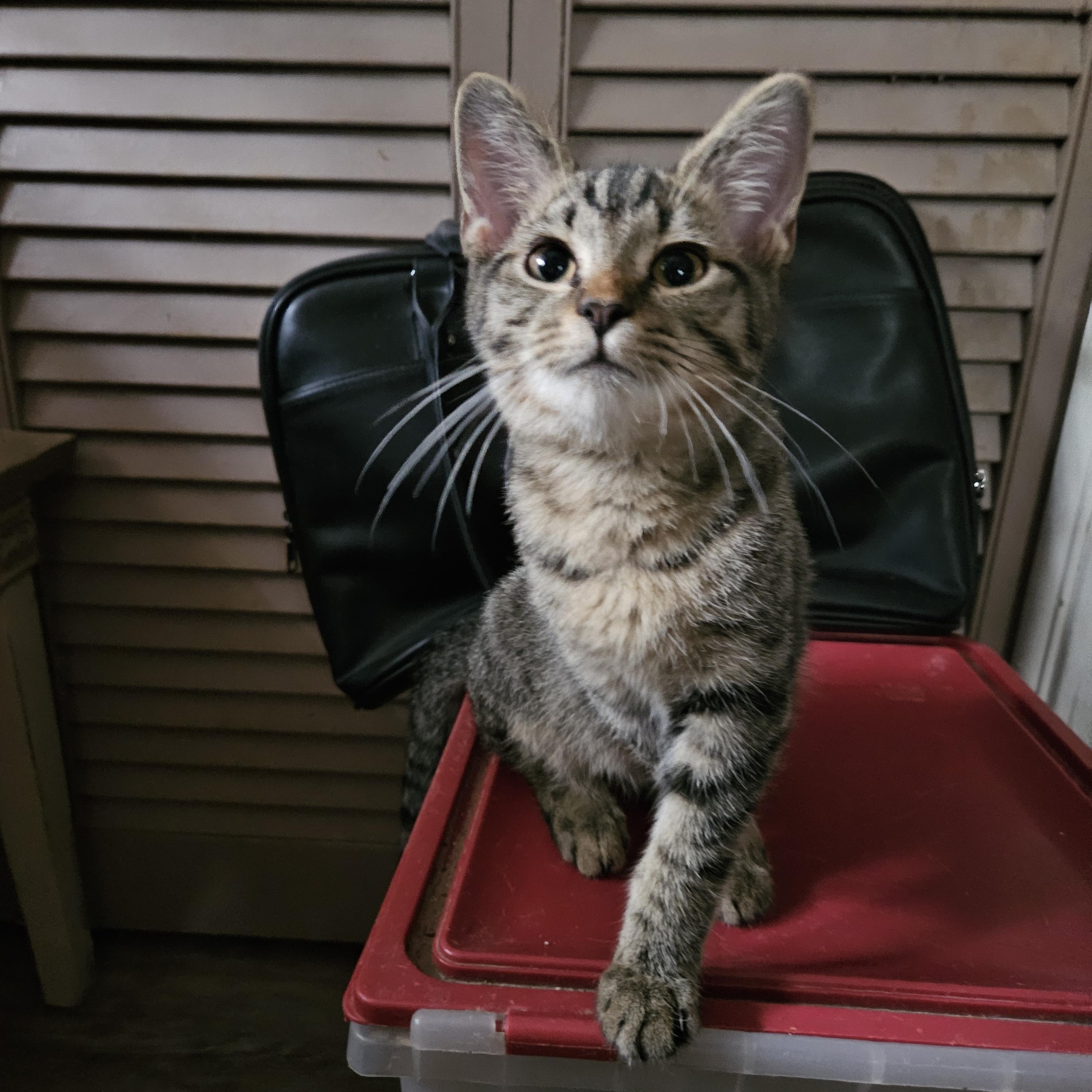 Enlarge Delightful Simba, a Adopted Tabby in Marietta, GA image 1/6