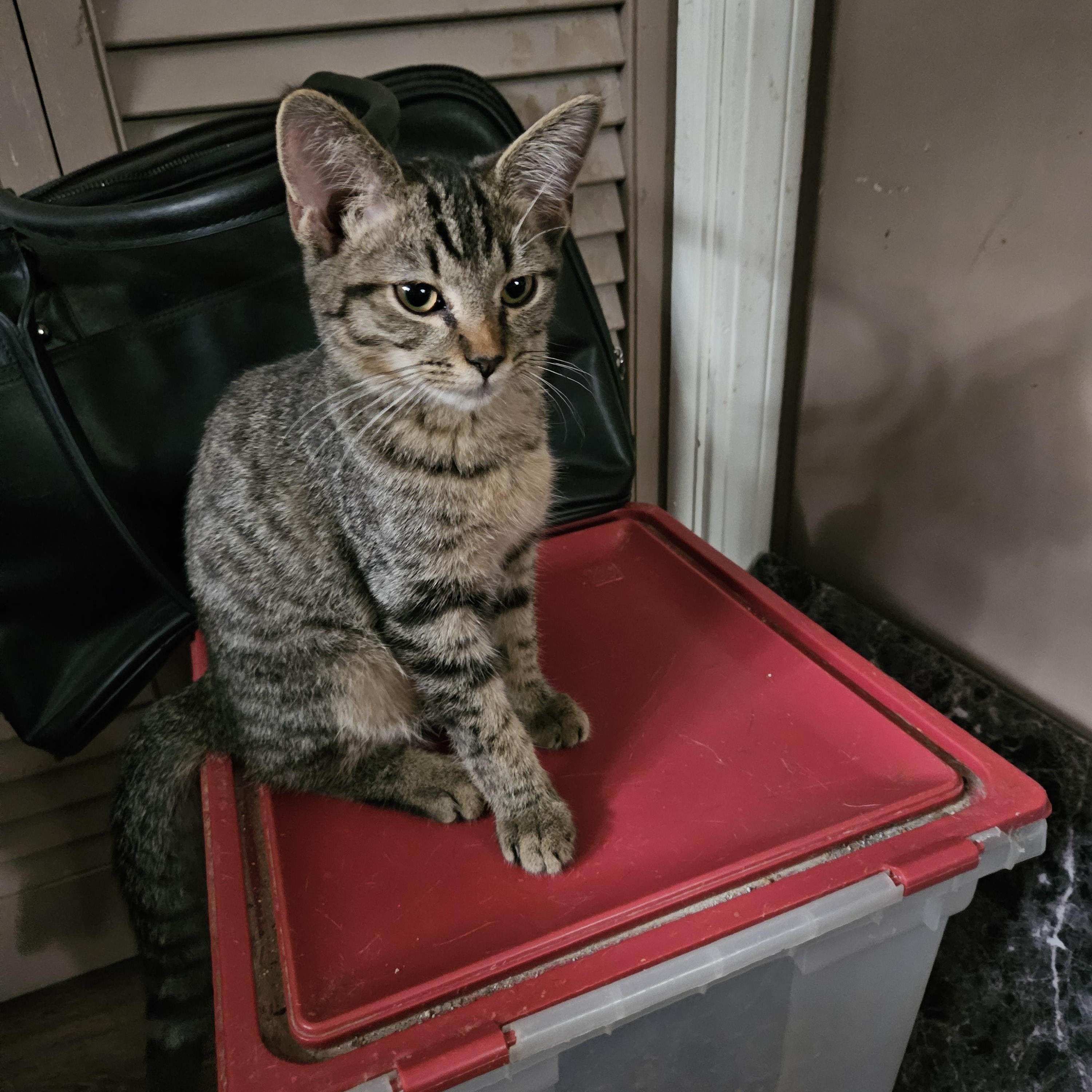 Enlarge Delightful Simba, a Adopted Tabby in Marietta, GA image 2/6