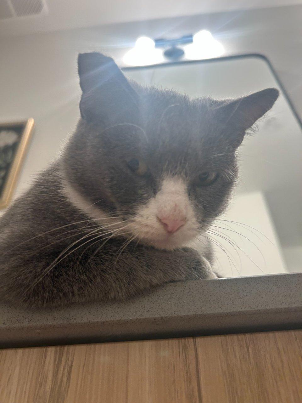 Enlarge Olivia, a Adoptable Domestic Short Hair in Raleigh, NC image 2/5