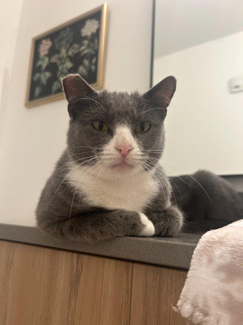 Enlarge Olivia, a Adoptable Domestic Short Hair in Raleigh, NC image 5/5