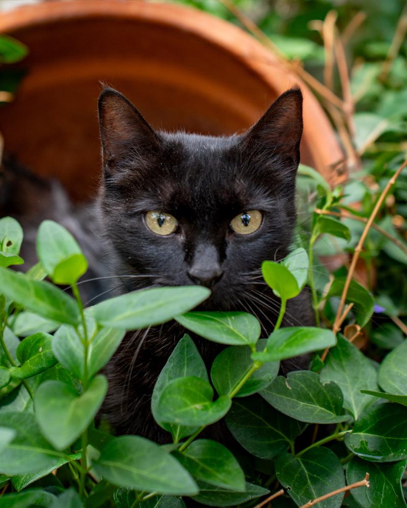 Enlarge America, a Adoptable Domestic Short Hair in Albuquerque, NM image 1/5