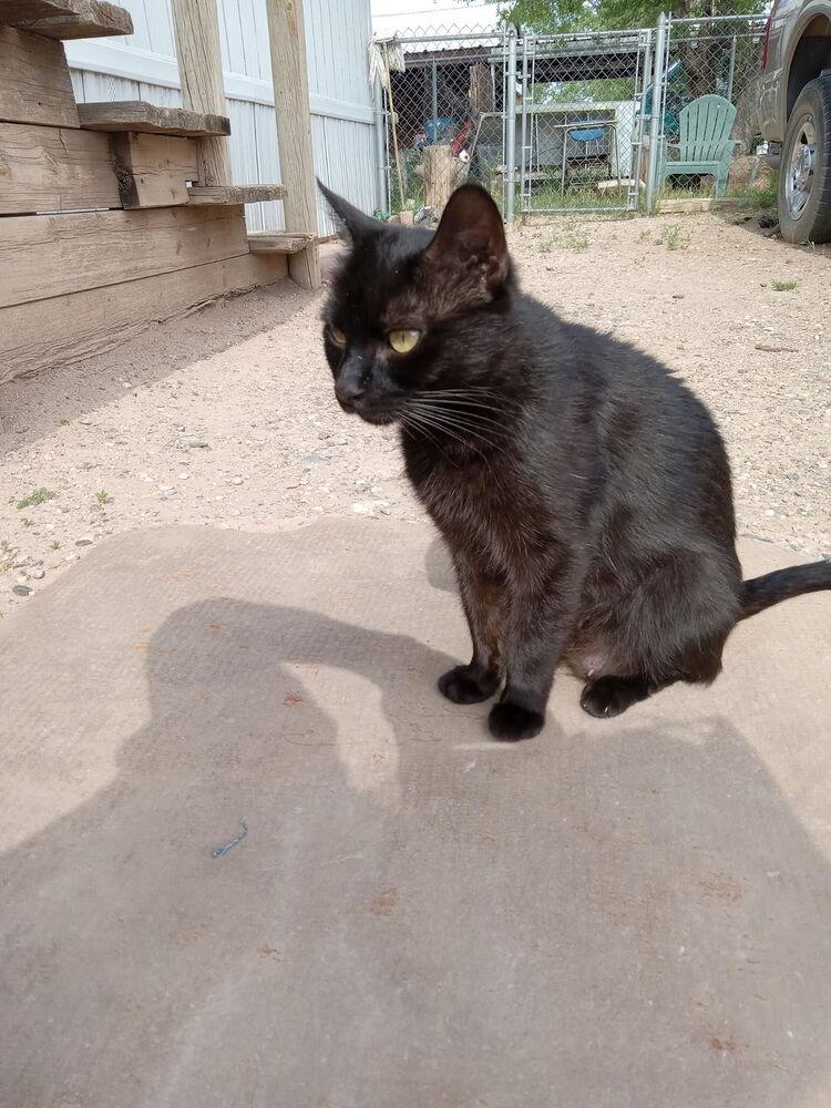 Enlarge America, a Adoptable Domestic Short Hair in Albuquerque, NM image 2/5