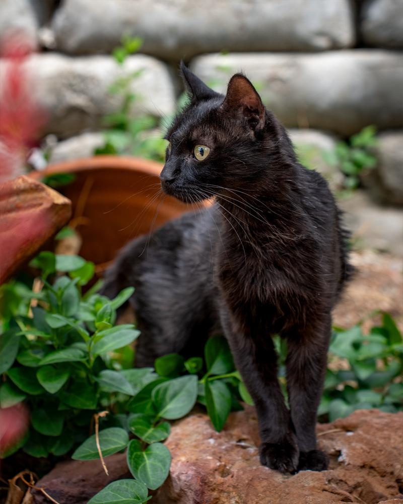 Enlarge America, a Adoptable Domestic Short Hair in Albuquerque, NM image 4/5