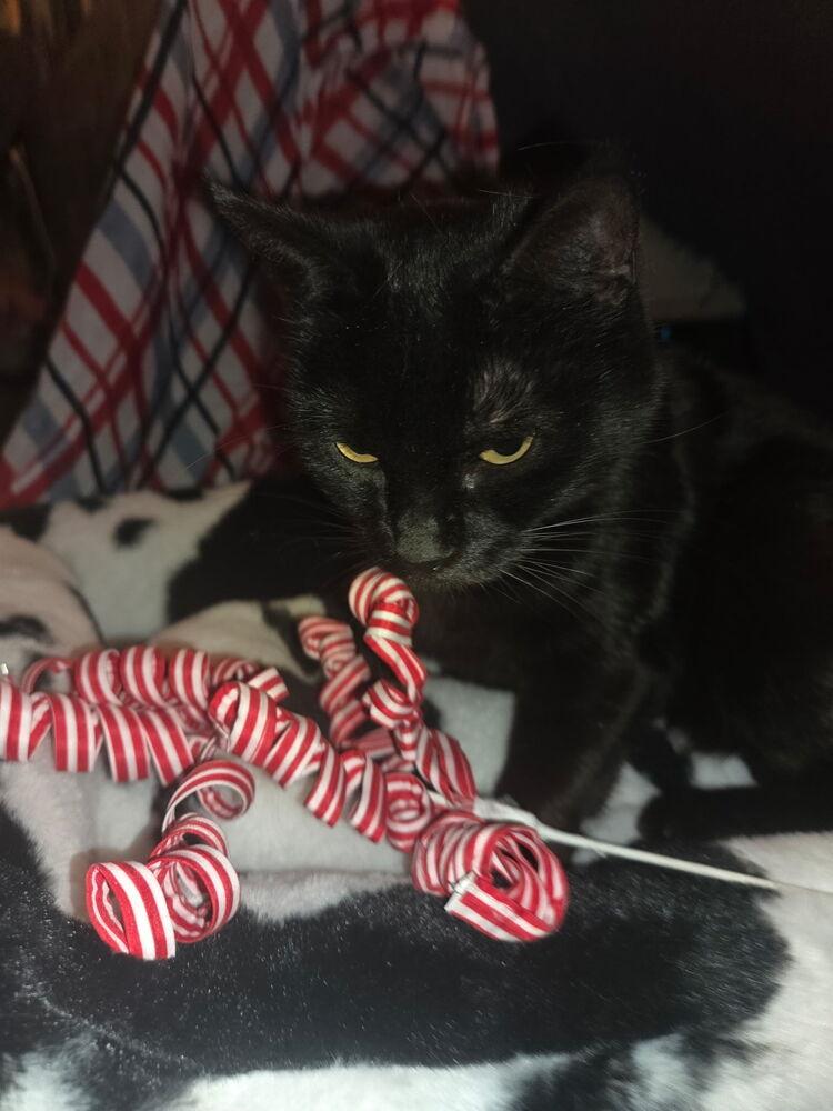 Enlarge America, a Adoptable Domestic Short Hair in Albuquerque, NM image 5/5