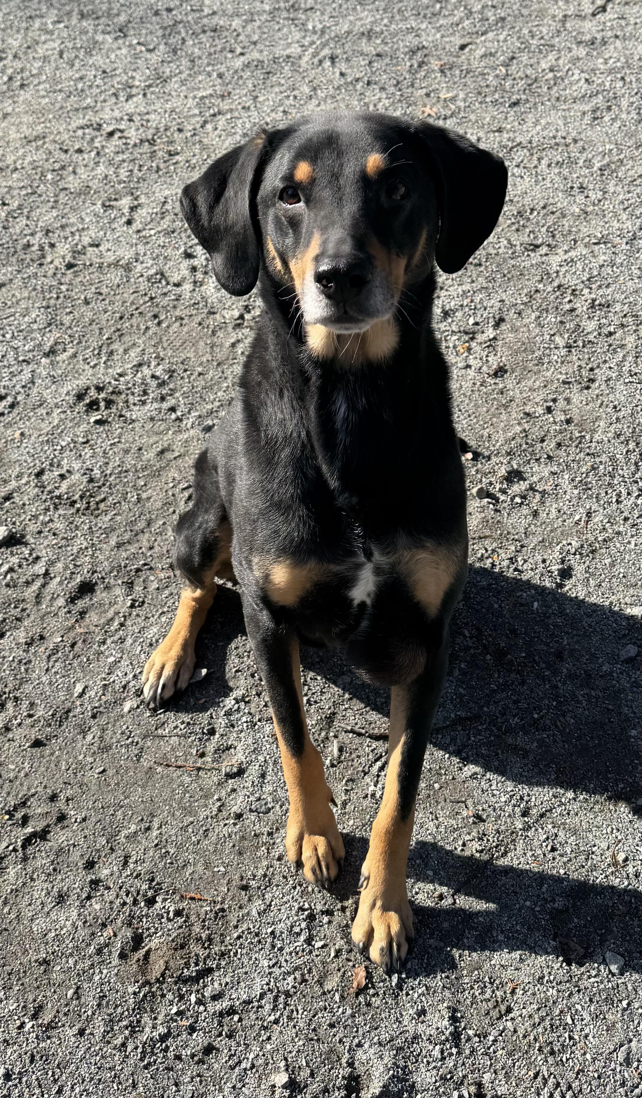 Asher, Senior Male Hound