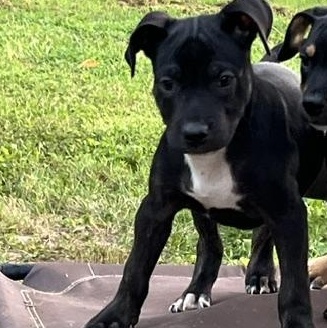 Ace, adopted, Puppy Male Rottweiler & Pit Bull Terrier.