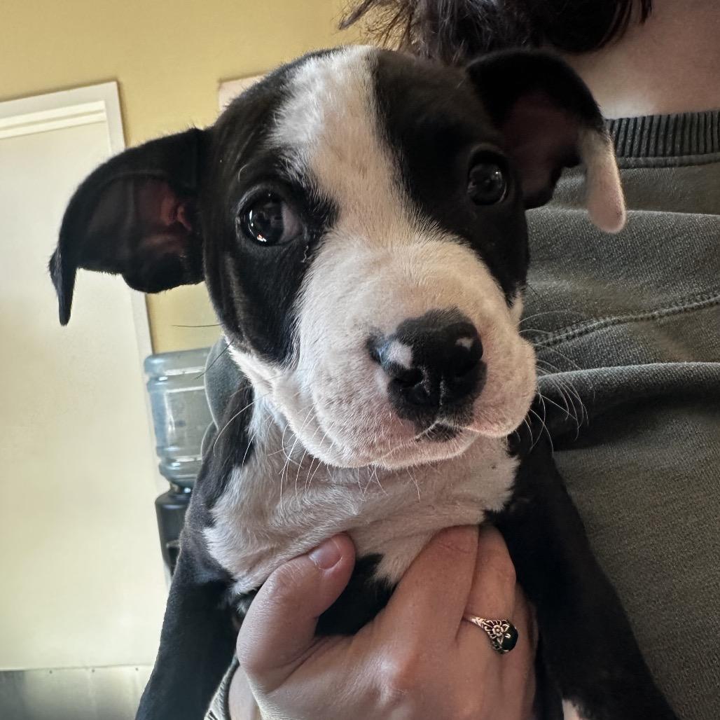 Reba, Adoptable, Puppy Female Mixed Breed.