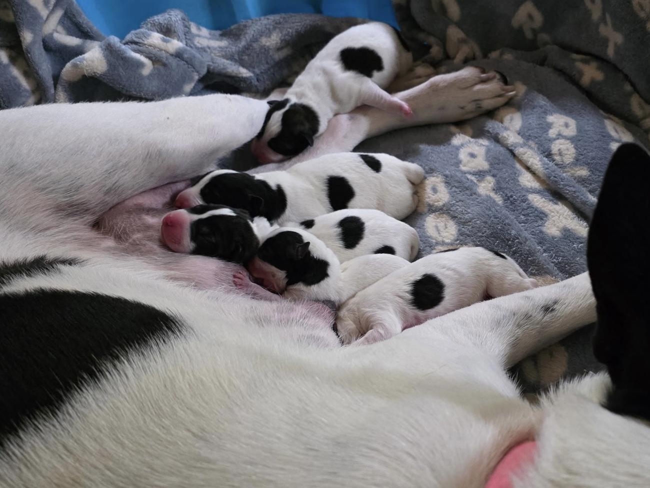 Piper , a Adoptable mixed breed in Port Angeles, WA image 6/6