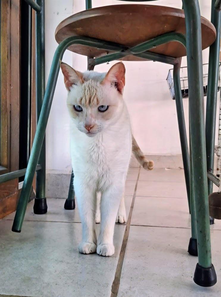 Heidi — thumbnail 2