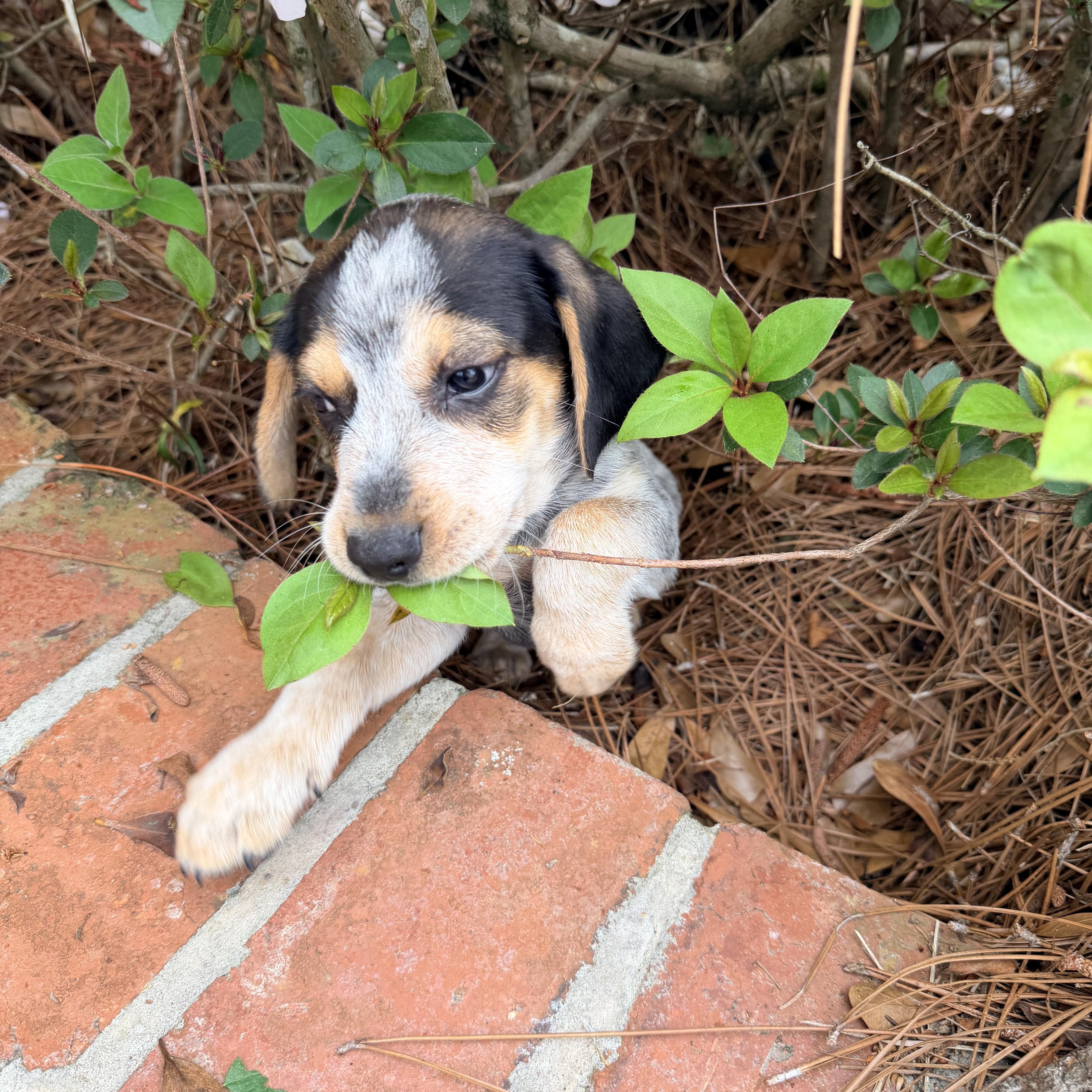 Enlarge Hank, an adopted mixed breed in Baker, LA image 6/6