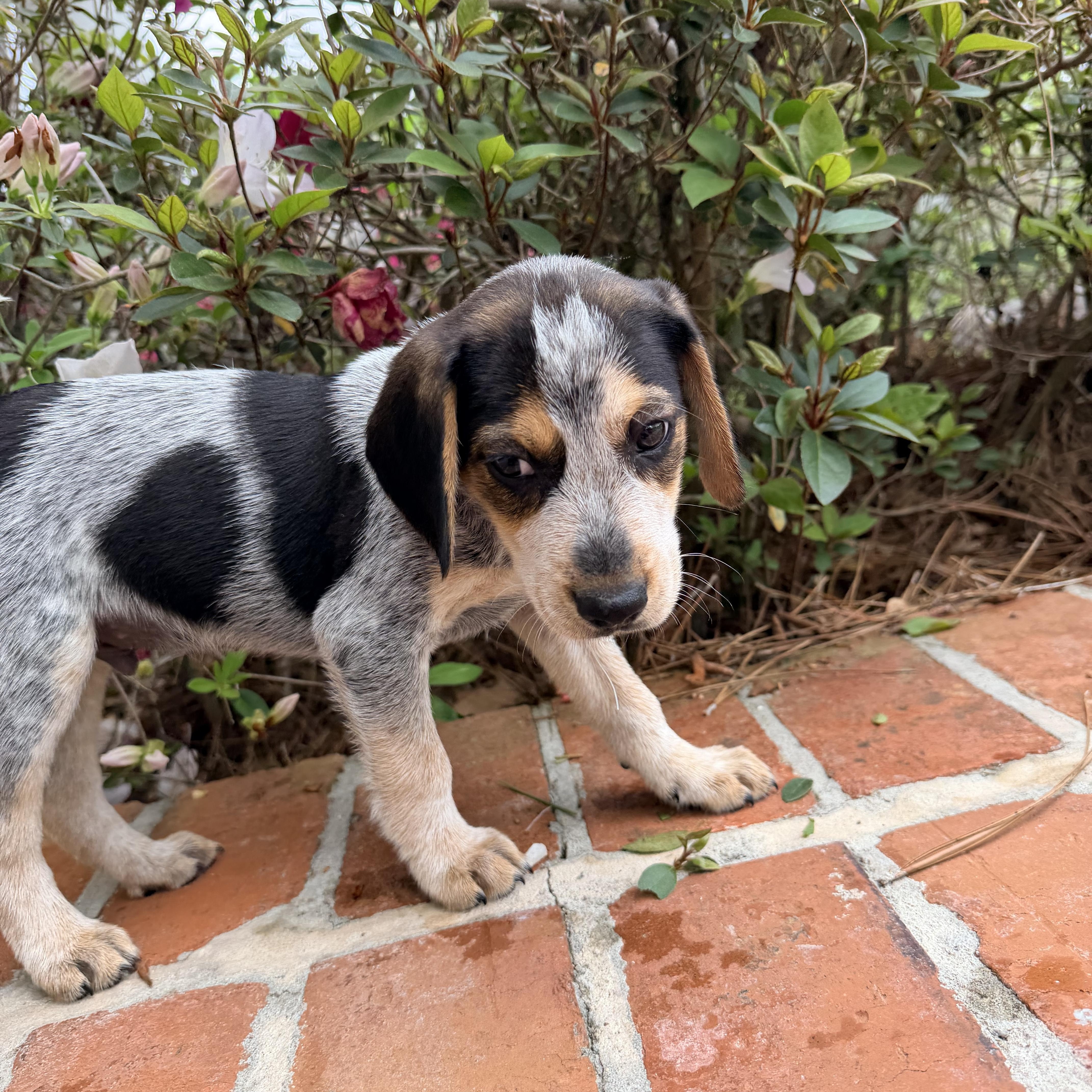 Enlarge Hank, an adopted mixed breed in Baker, LA image 2/6