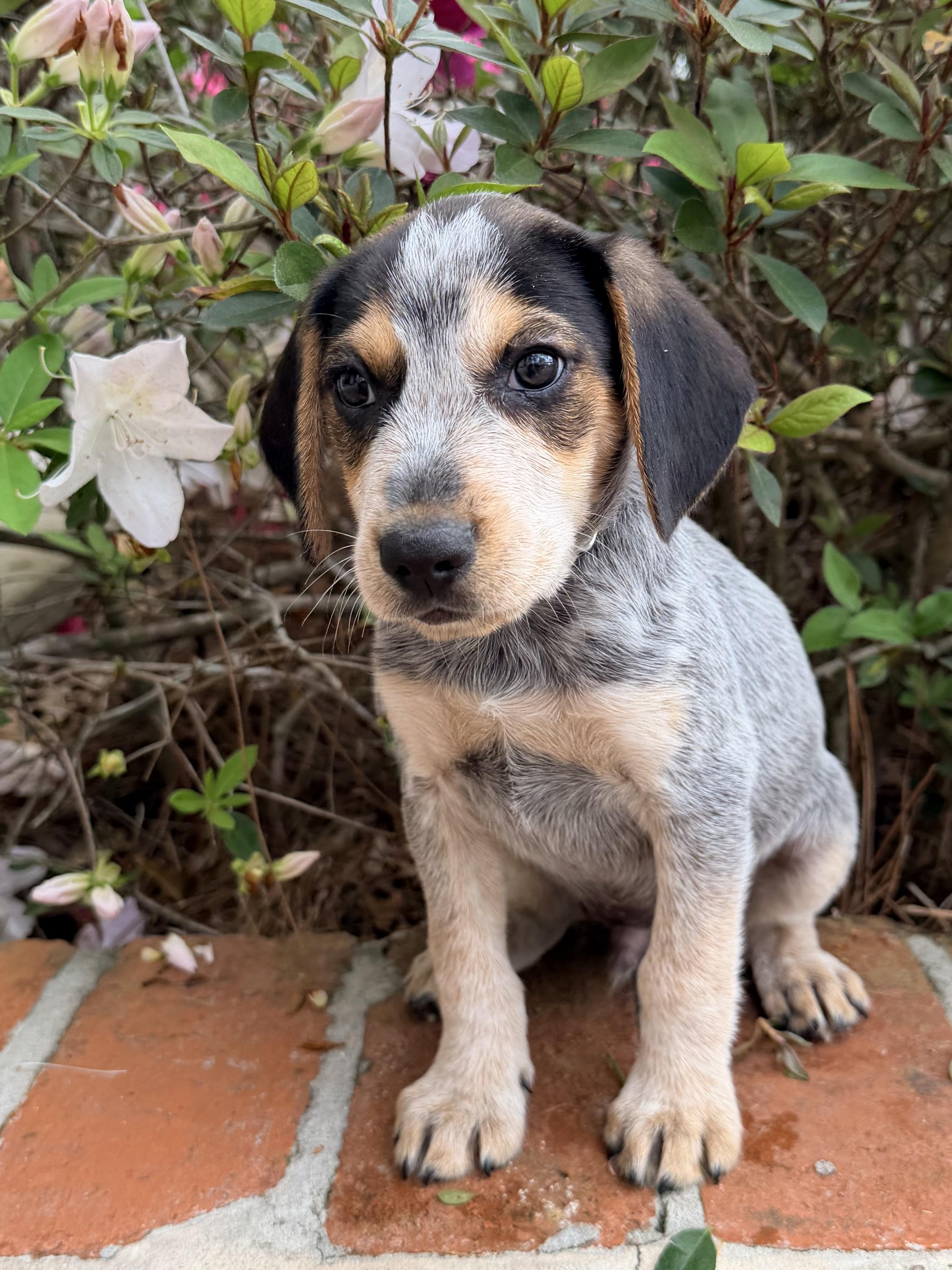 Enlarge Hank, an adopted mixed breed in Baker, LA image 3/6