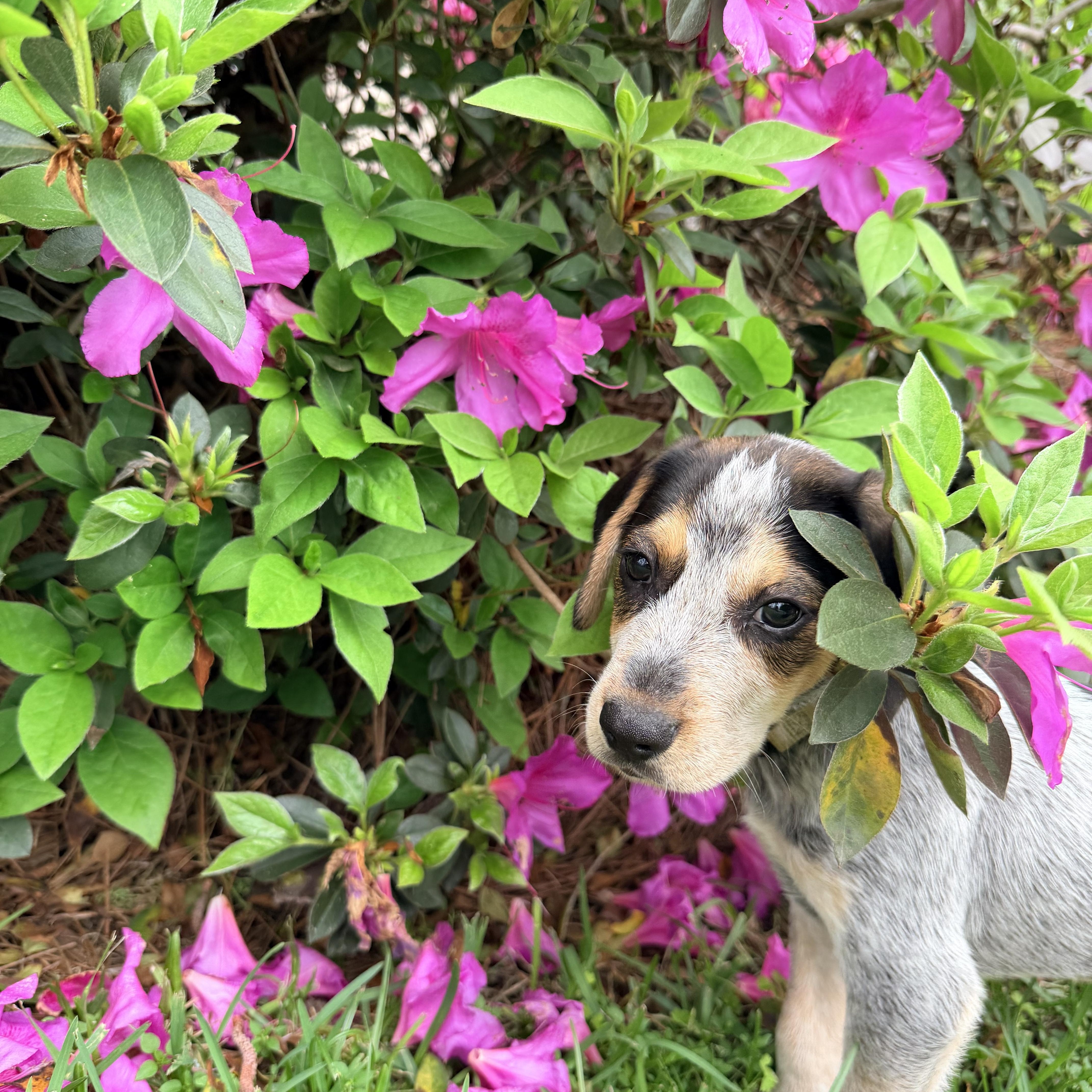 Enlarge Hank, an adopted mixed breed in Baker, LA image 4/6