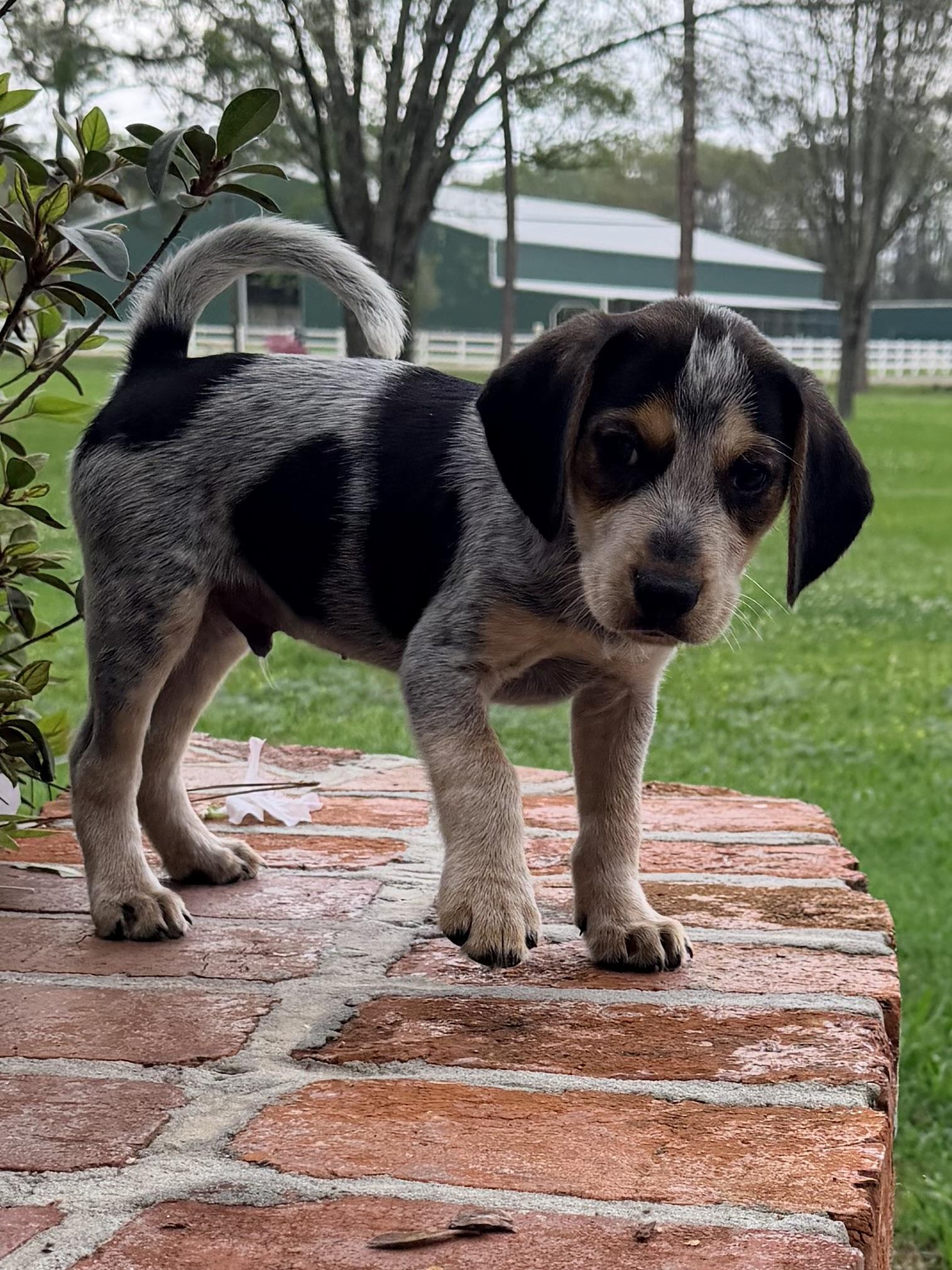 Enlarge Hank, an adopted mixed breed in Baker, LA image 5/6