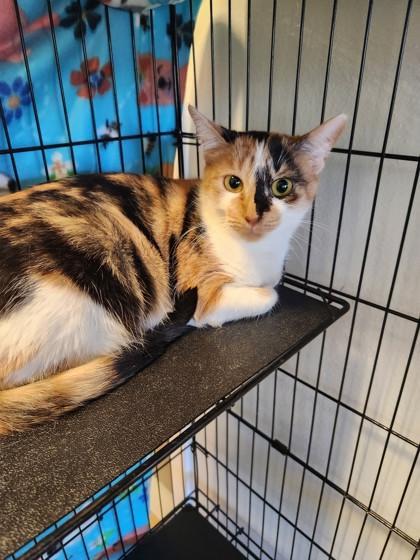 Poinsettia, Adoptable, Adult Female Domestic Short Hair & Domestic Short Hair.