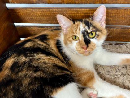 Enlarge Poinsettia, a Adoptable mixed breed in Cumming, GA image 3/3