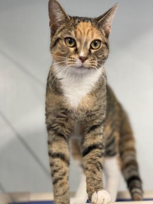 Enlarge Belle, a Adoptable mixed breed in Vincennes, IN image 1/6