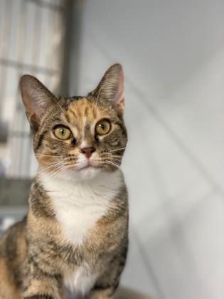 Enlarge Belle, a Adoptable mixed breed in Vincennes, IN image 3/6