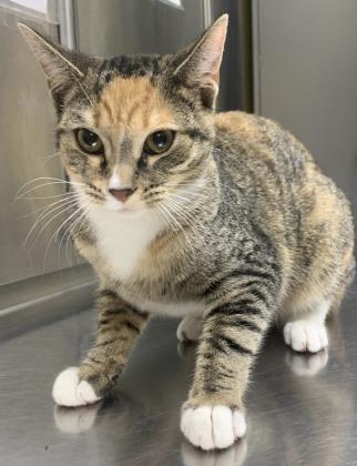 Enlarge Belle, a Adoptable mixed breed in Vincennes, IN image 6/6