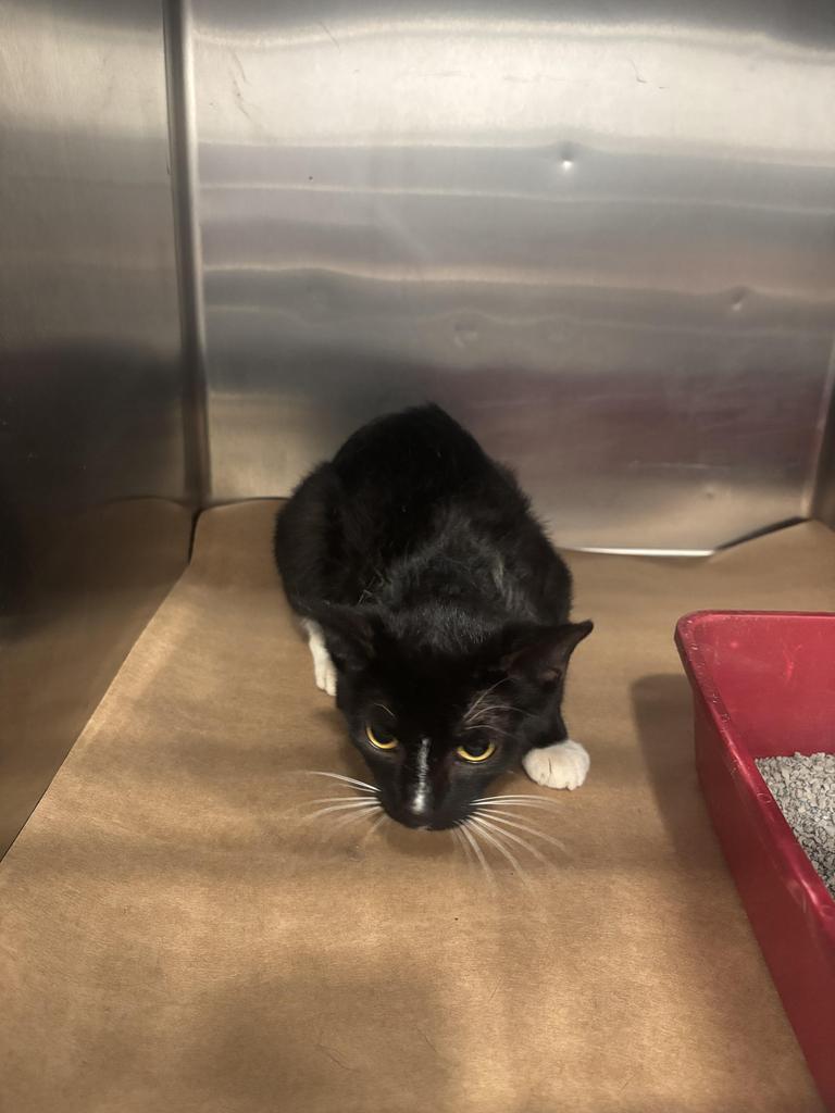 Lauren, Adoptable, Young Female Domestic Short Hair.