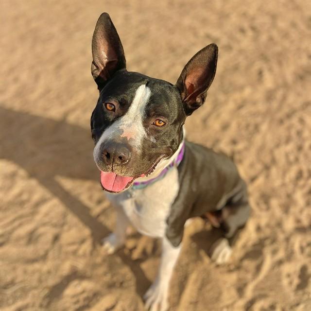 Enlarge BRUTUS, a Adoptable Pit Bull Terrier in Aurora, CO image 1/1