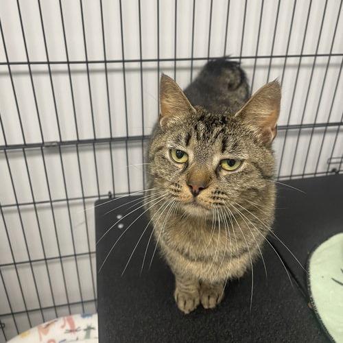Sepia, Adoptable, Young Female Domestic Short Hair.