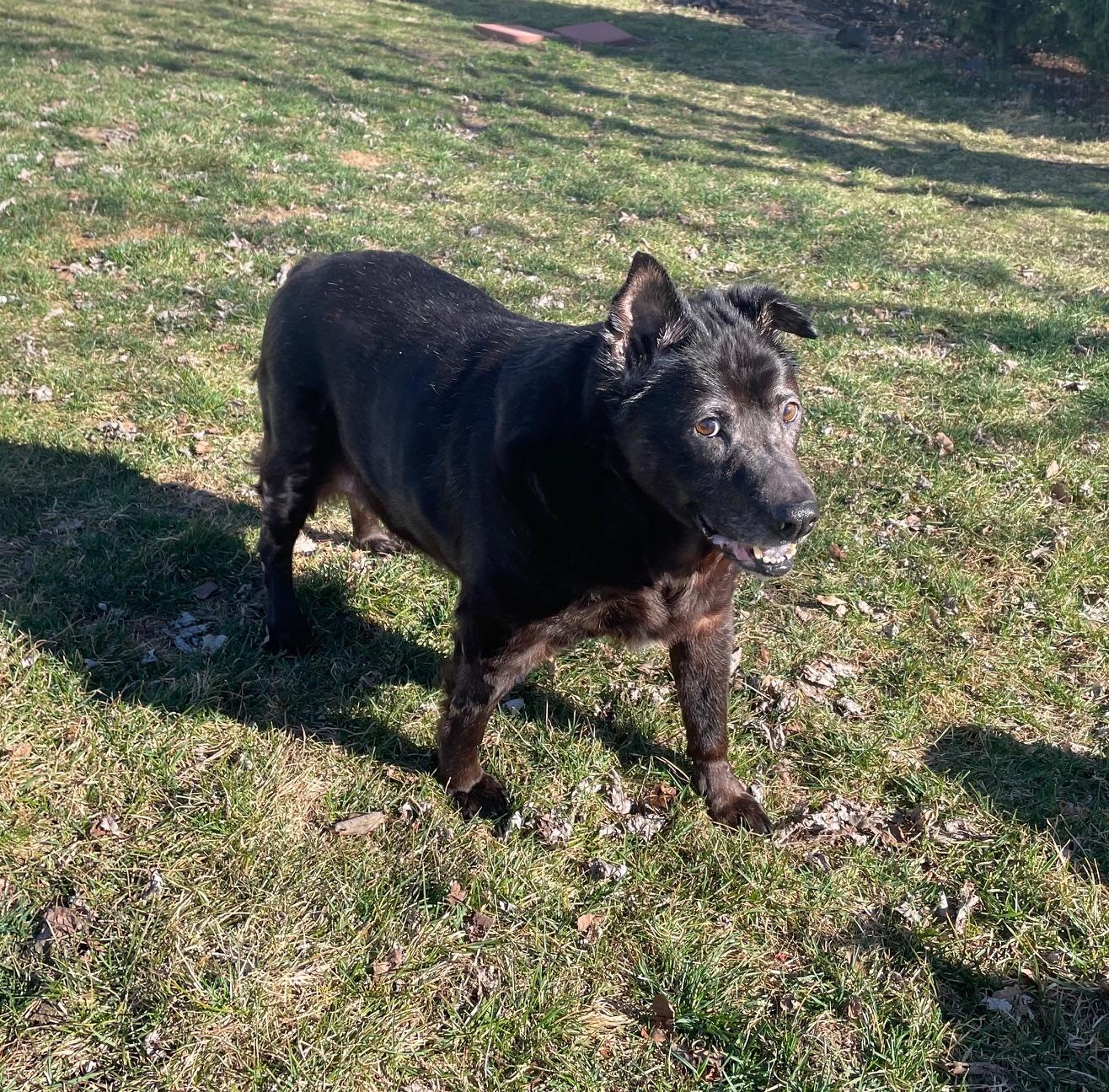 Enlarge Sadie, a Adoptable mixed breed in Edgewater, NJ image 2/4