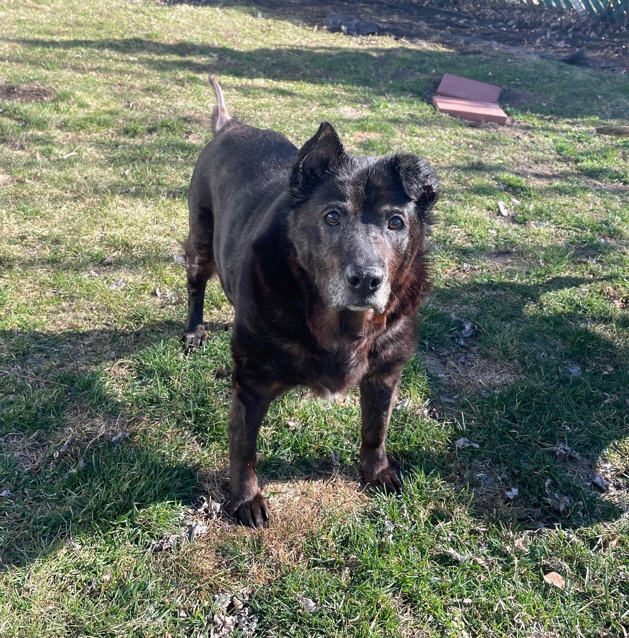 Enlarge Sadie, a Adoptable mixed breed in Edgewater, NJ image 3/4
