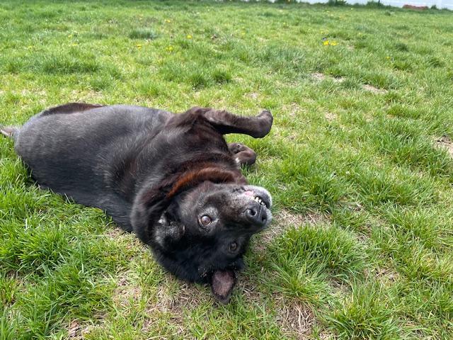 Sadie, Adoptable, Senior Female Australian Shepherd & Black Labrador Retriever.