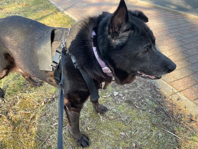 Sadie, a Adoptable mixed breed in Edgewater, NJ image 2/4