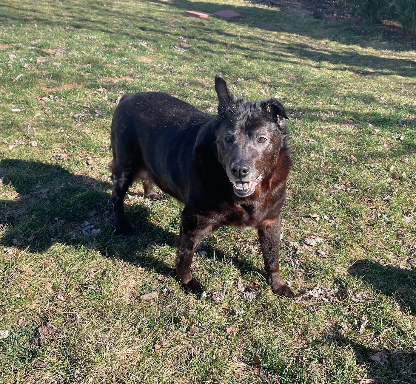 Enlarge Sadie, a Adoptable mixed breed in Edgewater, NJ image 1/4