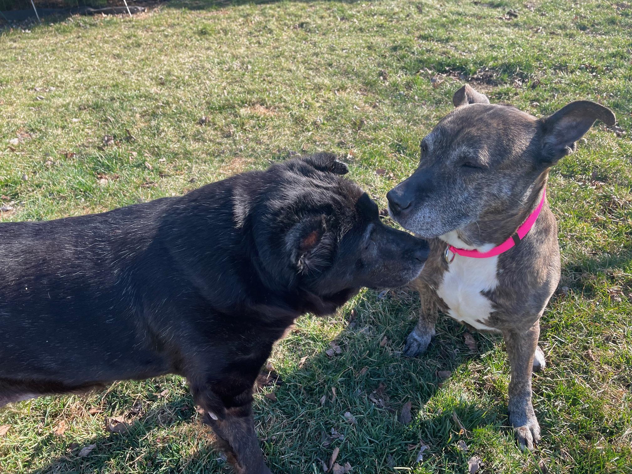 Enlarge Sadie, a Adoptable mixed breed in Edgewater, NJ image 4/4