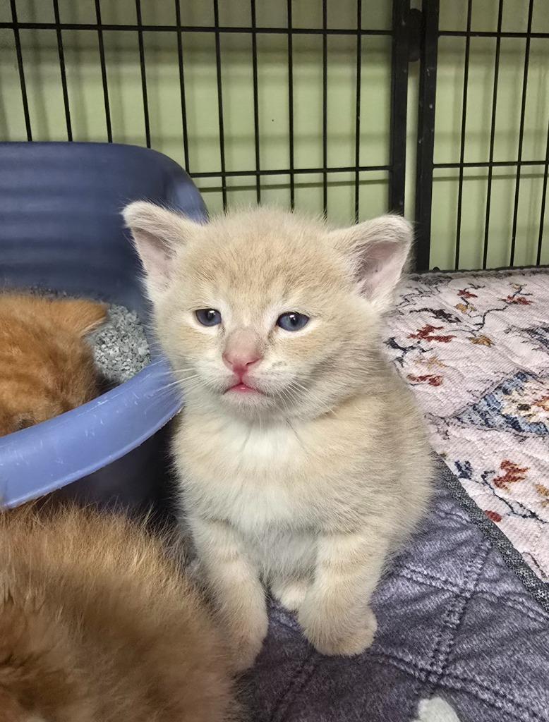 Tenor, Adopted, Kitten Male Domestic Short Hair.