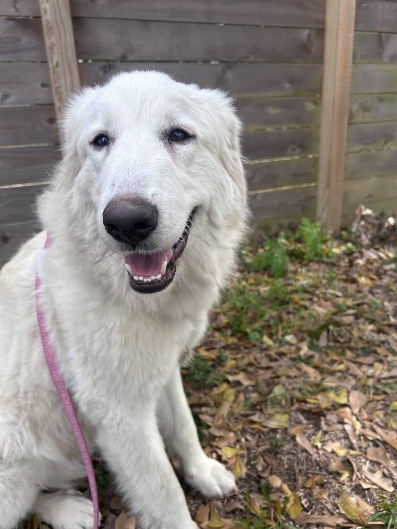 Rose — thumbnail 2