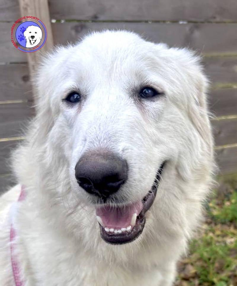 Rose — thumbnail 4