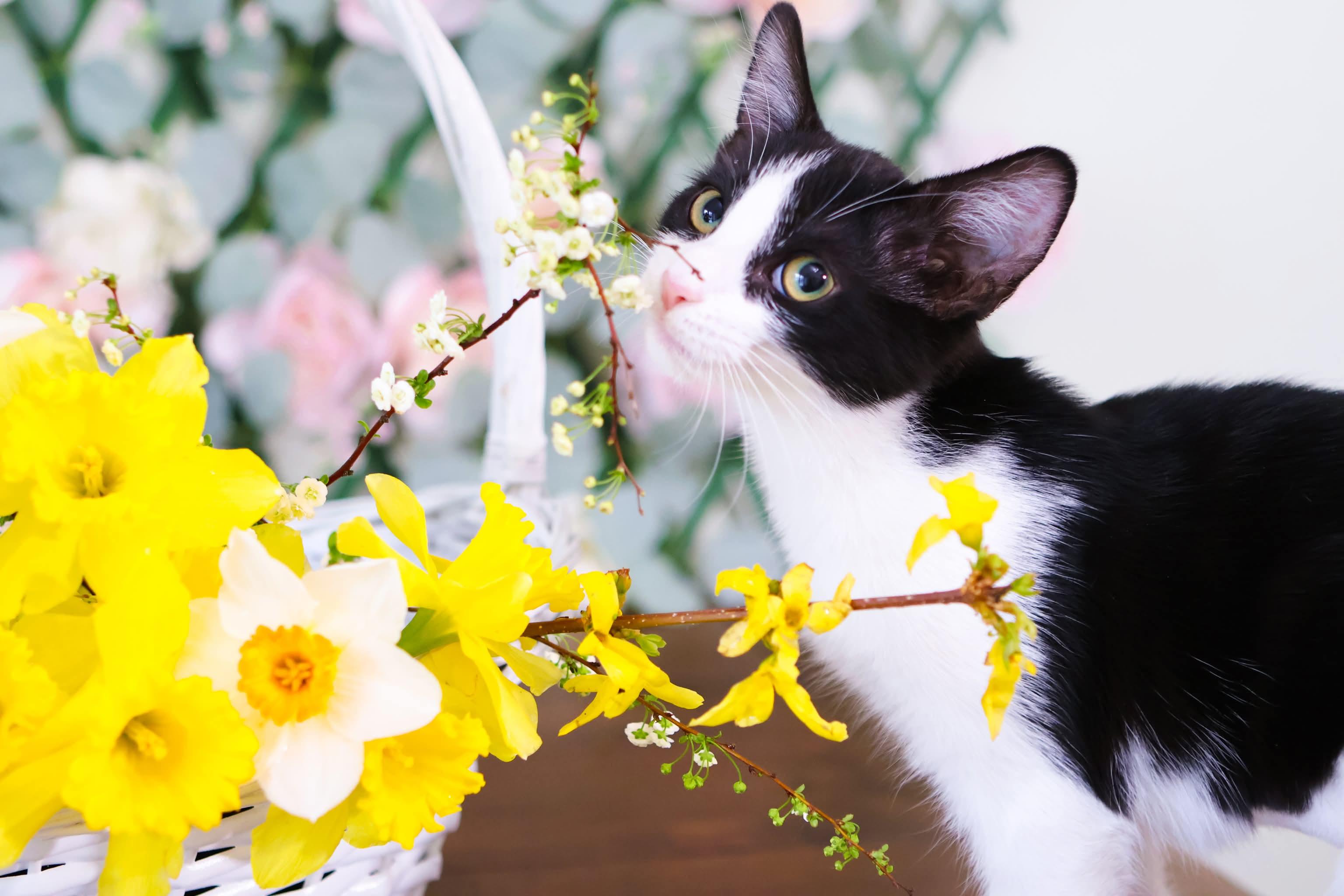 Enlarge Tinsel , a ADOPTABLE Domestic Short Hair in Bensalem, PA image 1/2