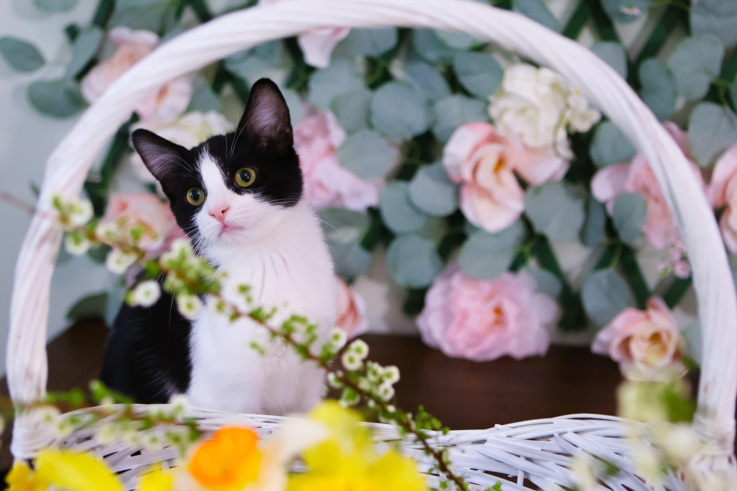 Enlarge Tinsel , a ADOPTABLE Domestic Short Hair in Bensalem, PA image 2/2