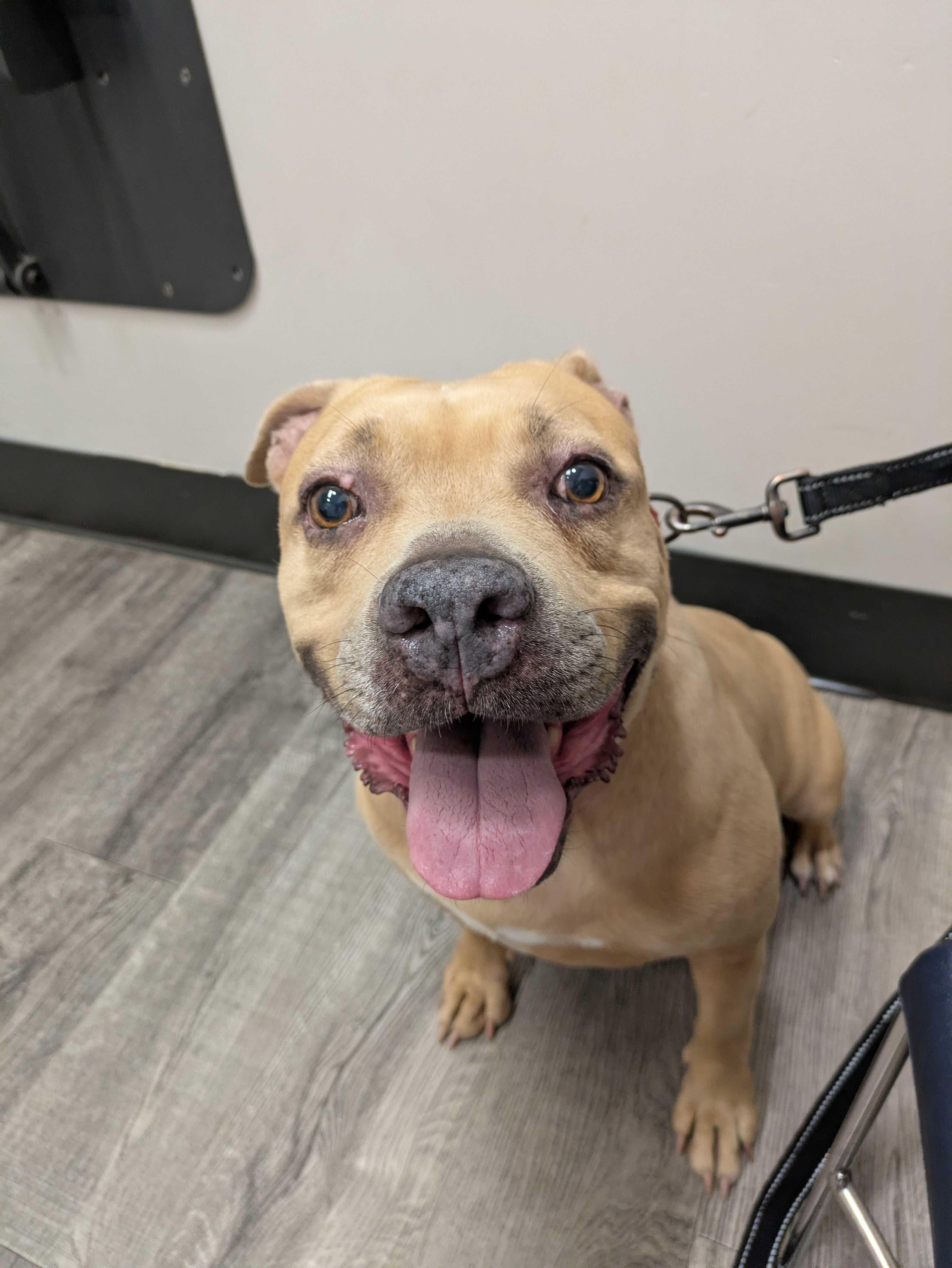 Sasha (Adoption Perks Included), Adoptable, Adult Female Staffordshire Bull Terrier.