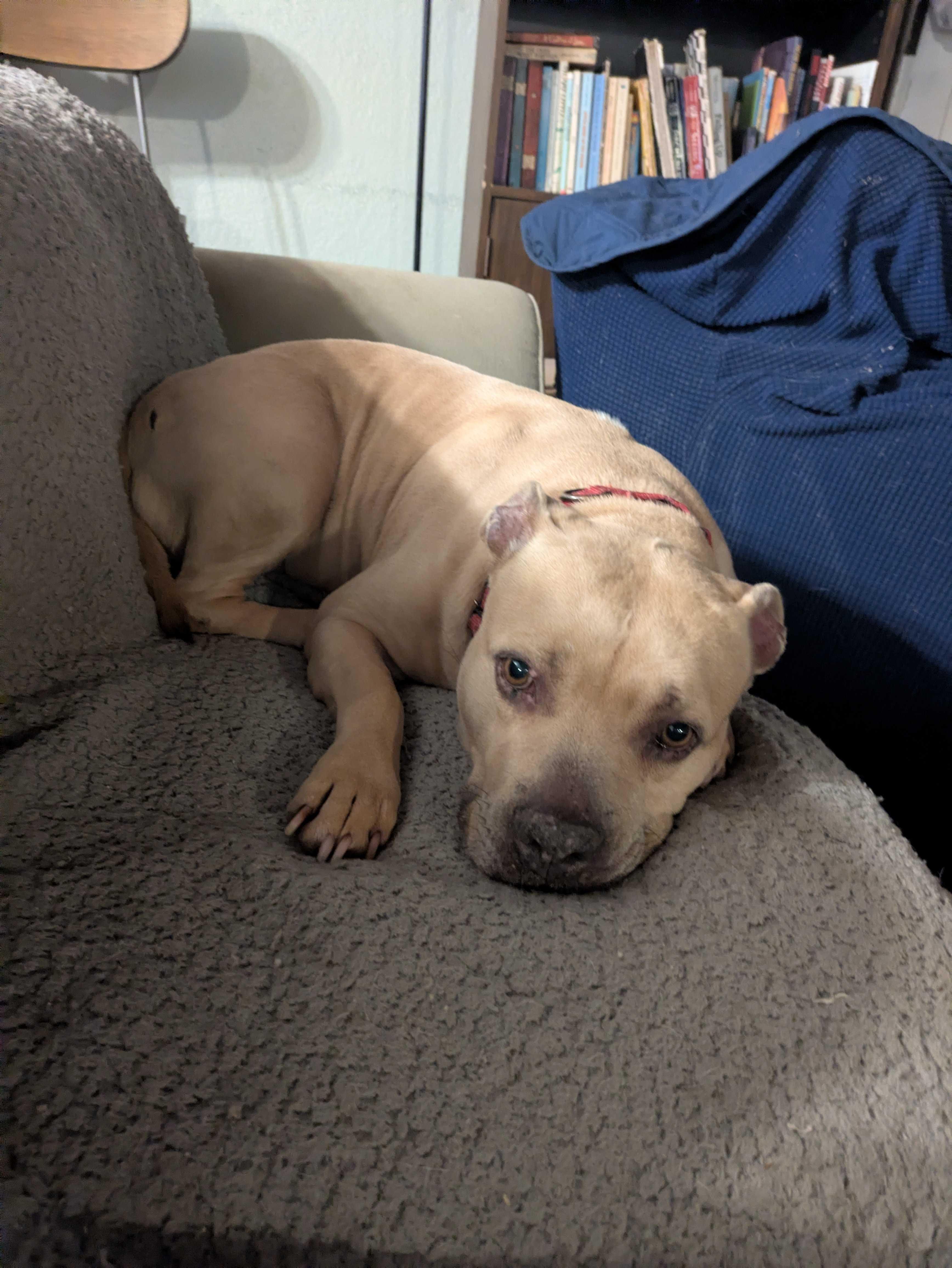 Enlarge Sasha, a Adoptable mixed breed in Tracy, CA image 2/6