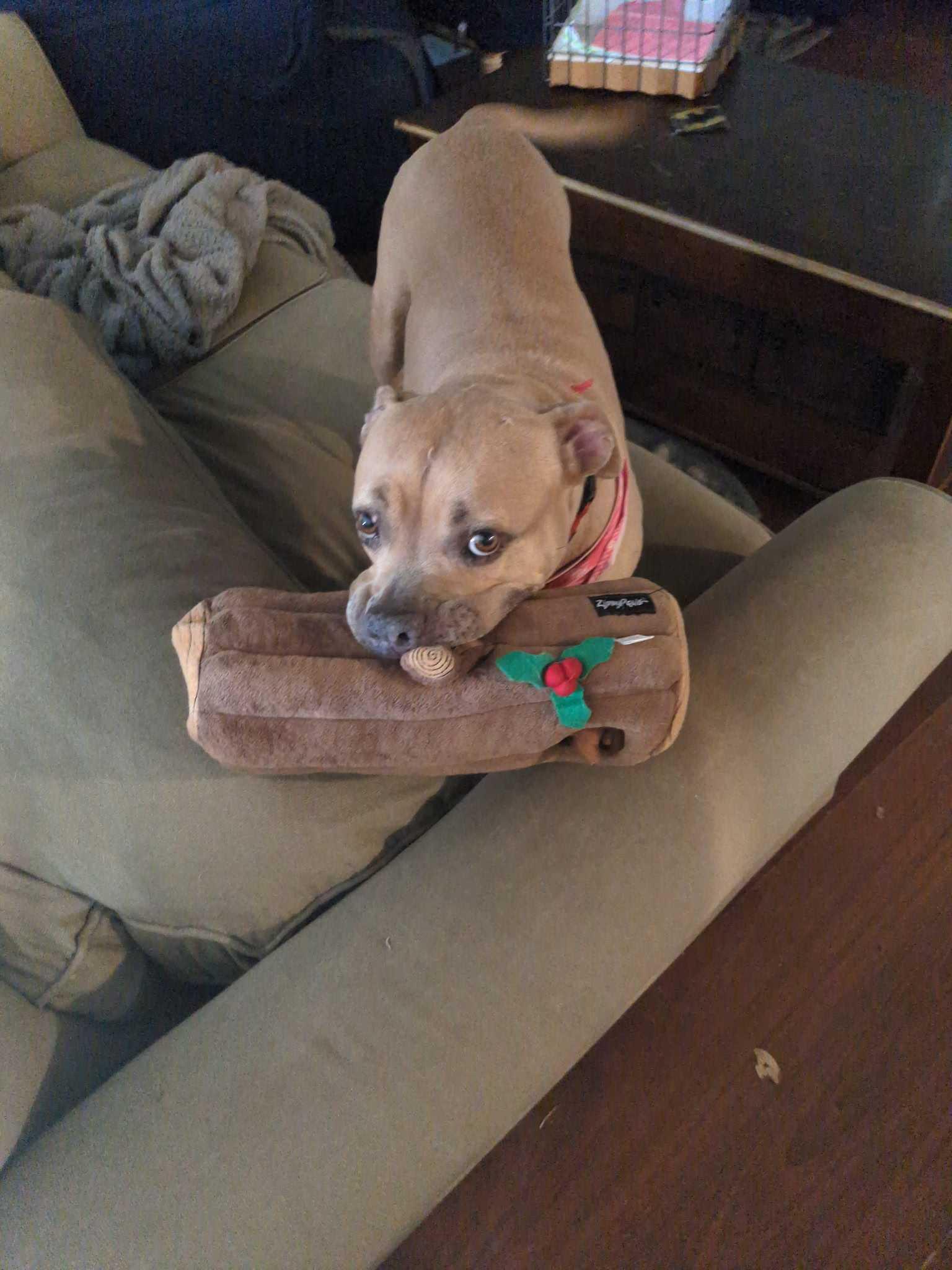 Enlarge Sasha, a Adoptable mixed breed in Tracy, CA image 3/6