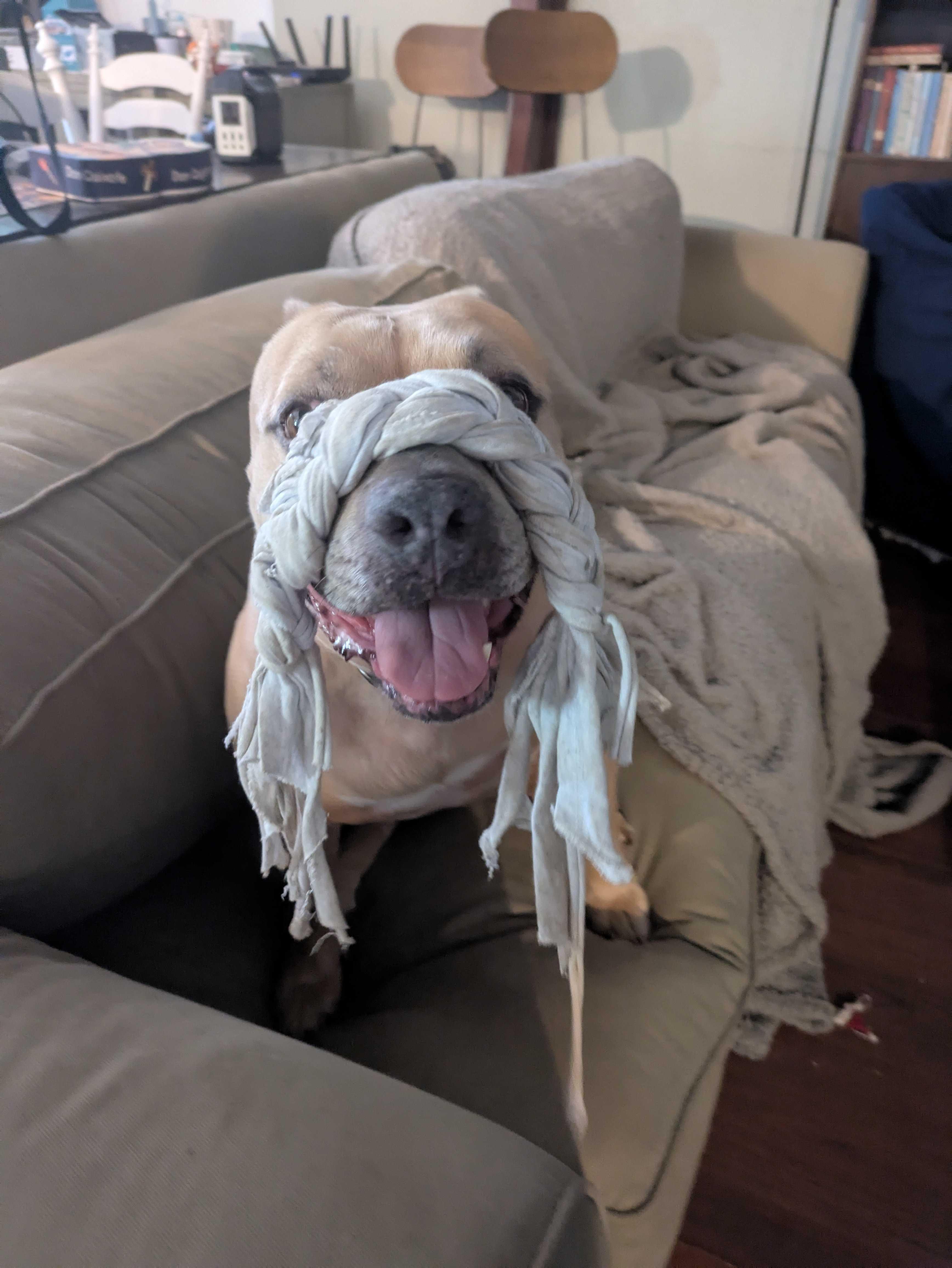 Enlarge Sasha, a Adoptable mixed breed in Tracy, CA image 4/6