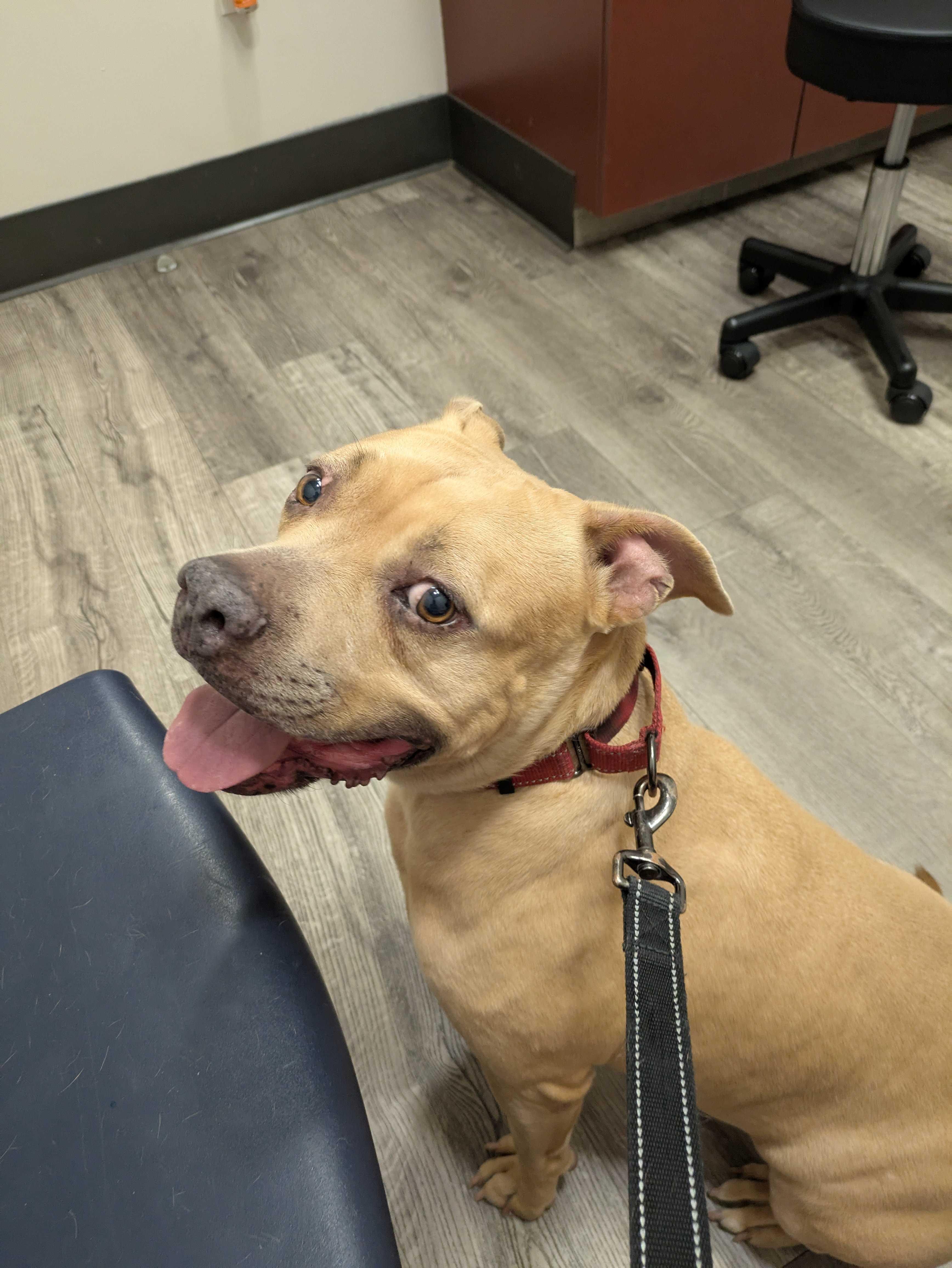 Enlarge Sasha, a Adoptable mixed breed in Tracy, CA image 5/6